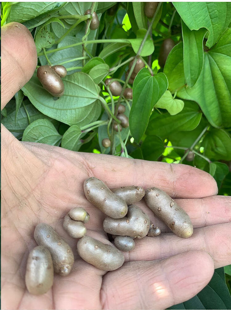 新货2022年新鲜铁棍山药豆农家自种陈集蛋新摘山药豆手工挑拣精品果