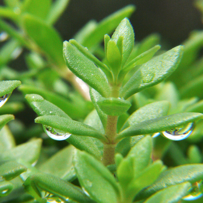 正宗垂盆草中藥草盆栽可食用 吊籃垂騰植物狗牙瓣草 500g嫩頭【直接