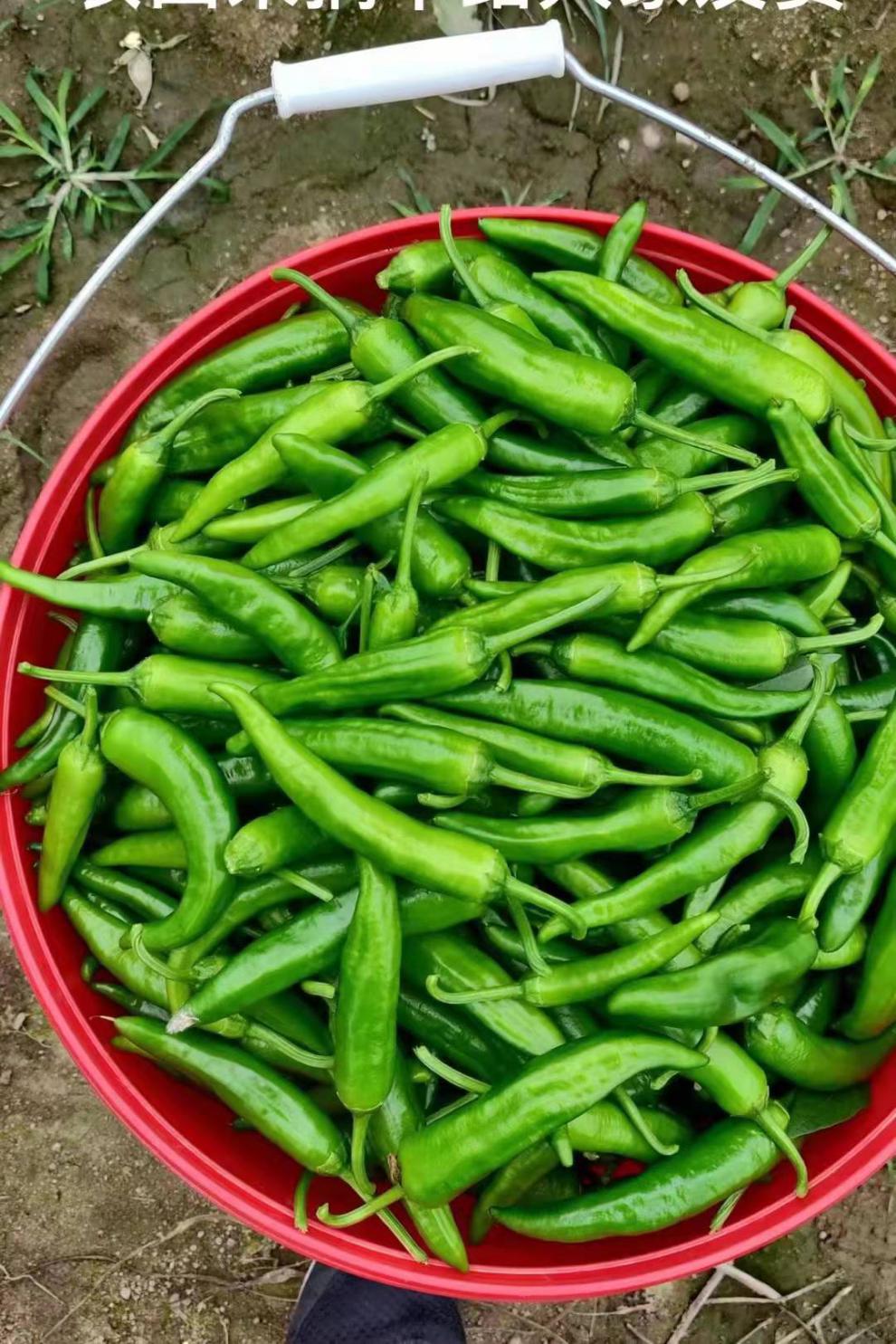 樟树原种辣椒湖南新鲜薄皮小青椒软糯富硒本地农户自种现摘 1斤【图片