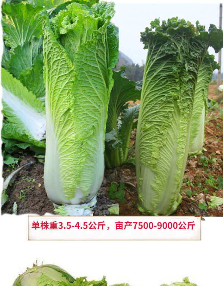 泥盆纪天津大青麻绿叶白菜种子秋菜高产抗病直筒大白菜种子高筒老白菜