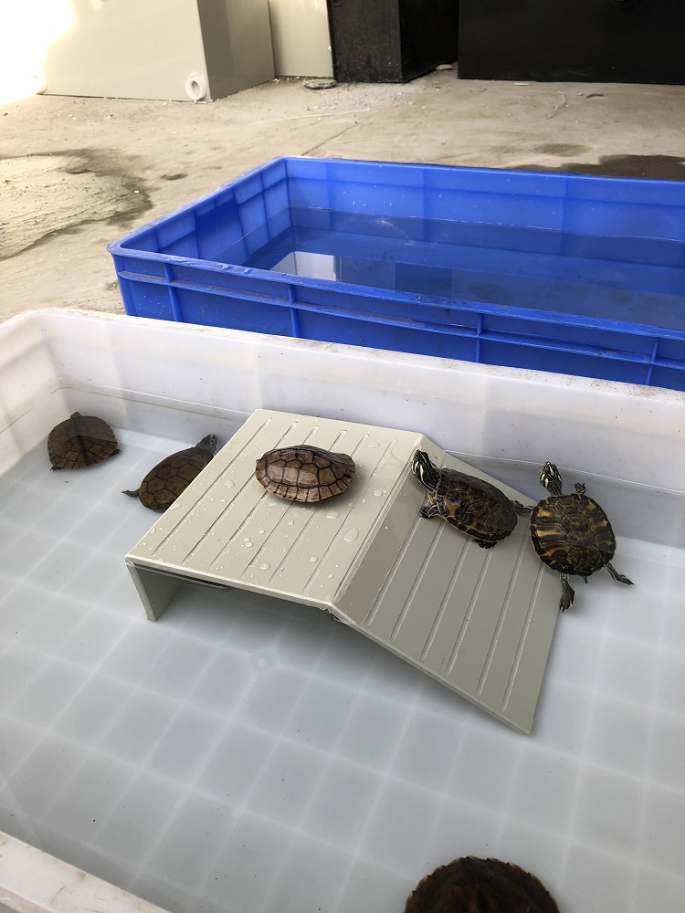 大号乌龟晒背台乌龟浮台浮岛乌龟晒背台拱形乌龟晒台休息台龟食台