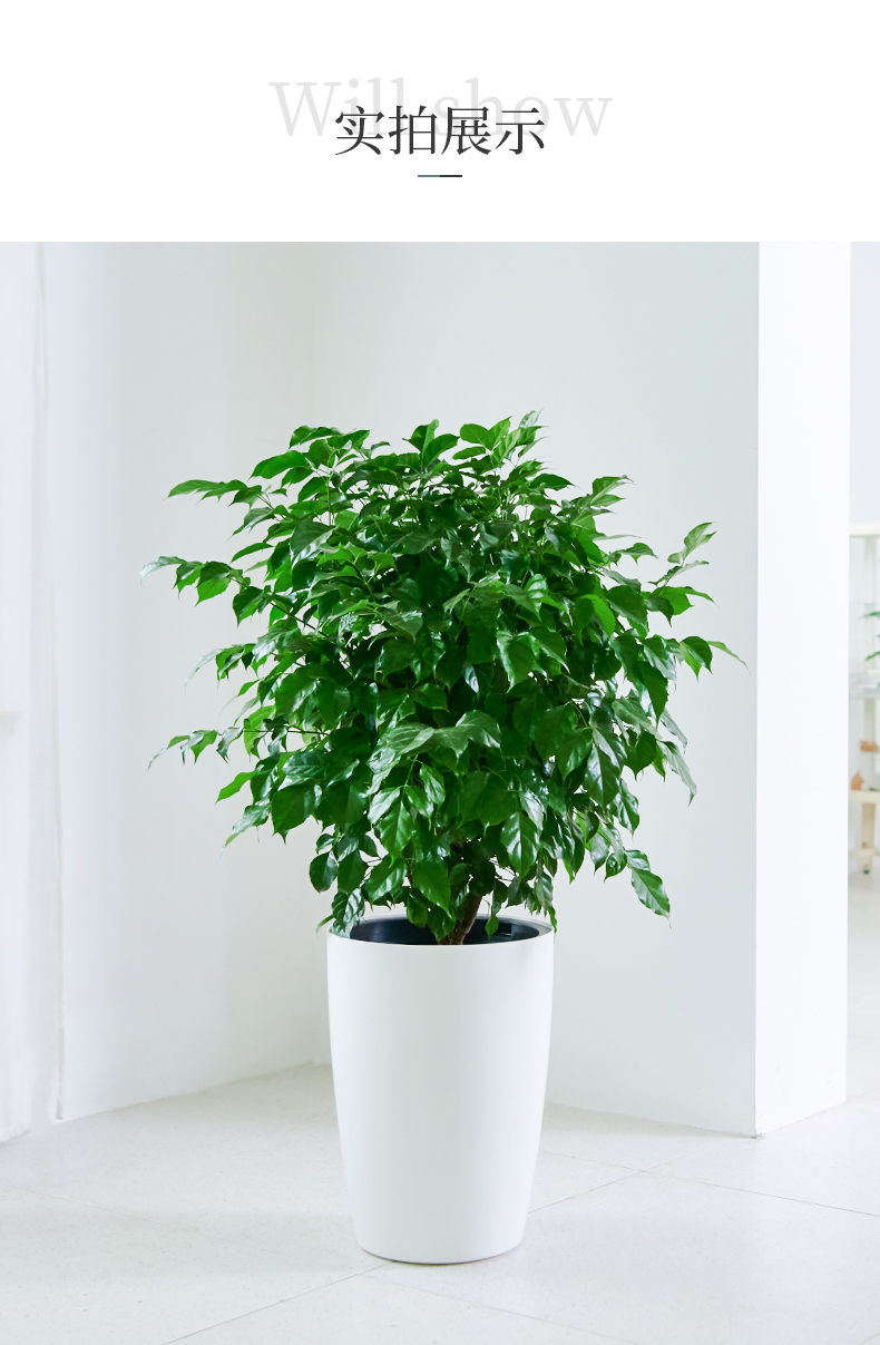 幸福树盆栽大平安树菜豆树室内绿植网棒棒糖幸福树绿宝棒棒糖12m家居