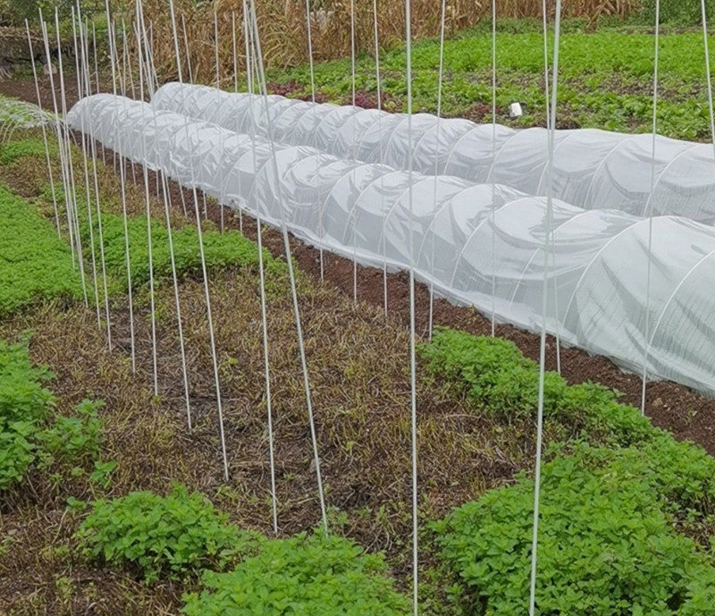 50根 玻璃纤维杆拱棚保温暖棚遮阳避雨防虫支骨架拱杆竿蔬菜农用 6mm