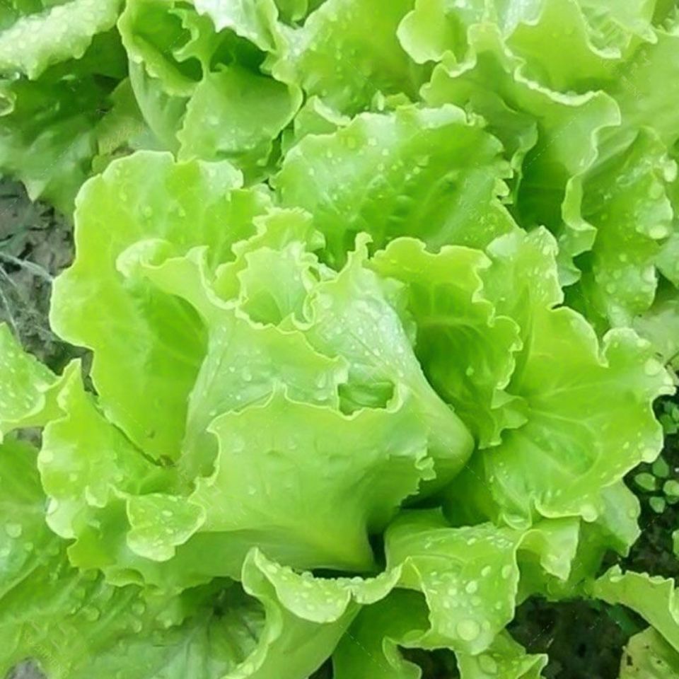 生菜玻璃生菜阳台庭院盆栽种植秋冬蔬菜种子罗马直立生菜种子二包肥料