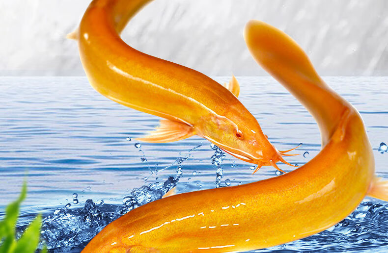 黄金鳅小金龙观赏鱼活体 黄金泥鳅冷水鱼 清洁鱼鱼 11