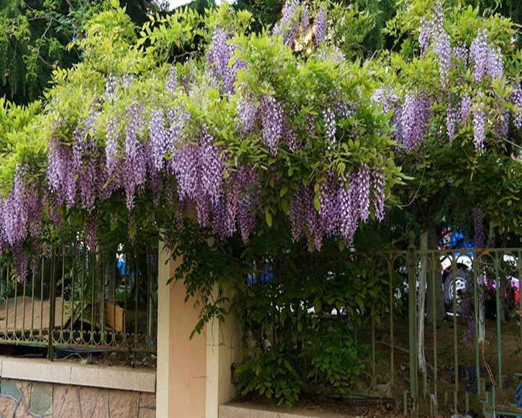 紫藤花树苗爬藤植物庭院围墙盆栽花苗绿植花卉藤蔓紫藤萝d7蓝藤4年苗