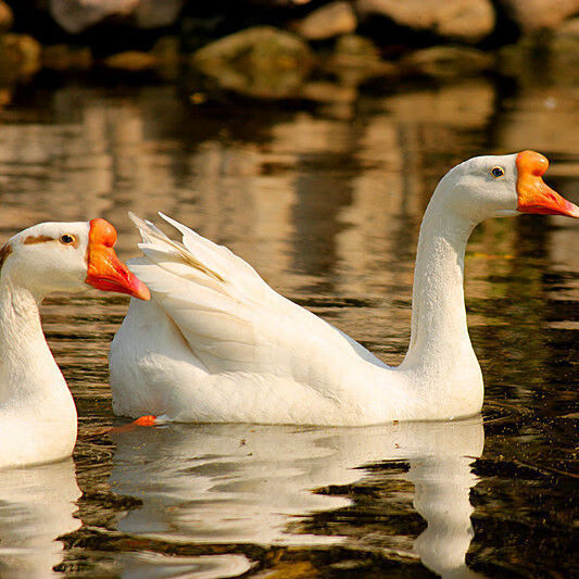 鹅苗活体狮头鹅苗皖西大白鹅苗大种三花鹅苗仔土鹅草鹅散养产蛋鹅
