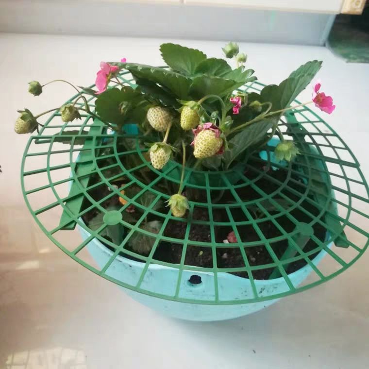 草莓种植架家庭种植草莓架子果实托盘支撑绿植园艺用品植物阳台创意
