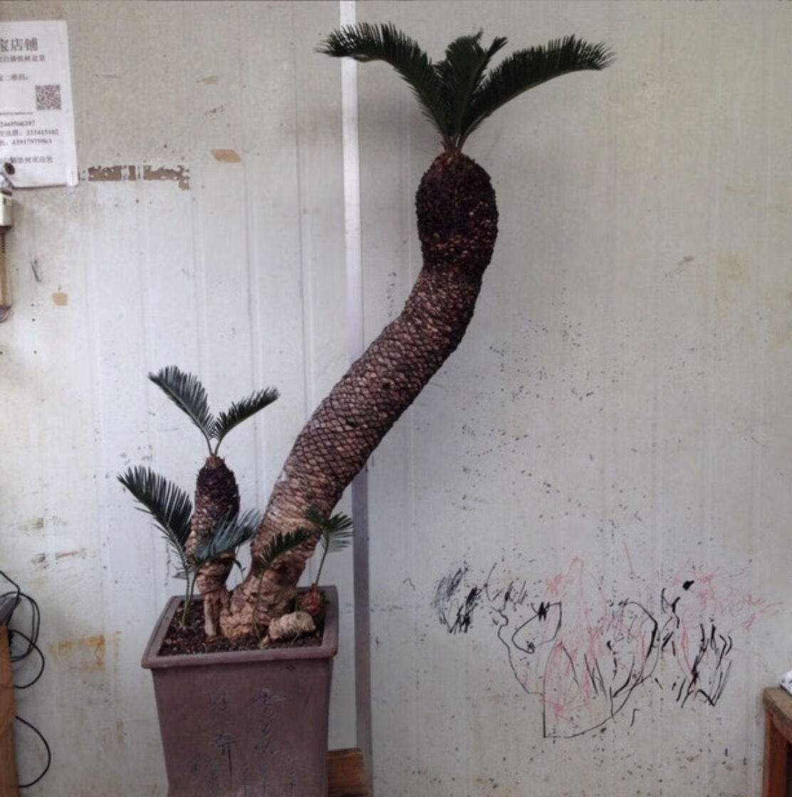 白鳞铁树苏铁精品小品花卉盆栽桌上高档盆景名贵稀有植物好成活白磷