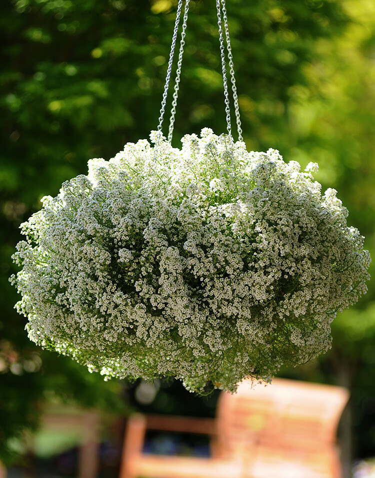 云中阁香雪球花种子花草植物室内开花新手易种桌面花卉盆栽 罗勒100粒