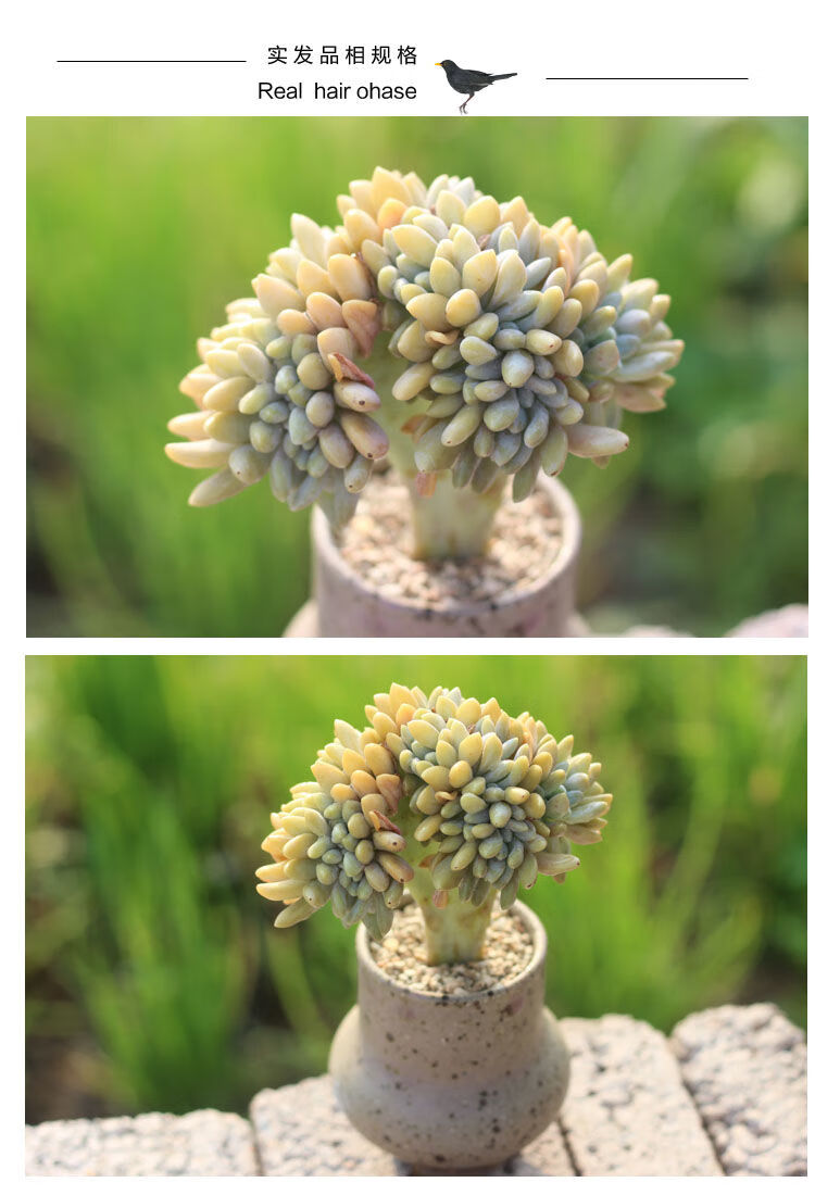 醉美人缀化多肉植物多头老桩盆栽 果冻色肉肉拼盘绿植花卉 青松缀化10