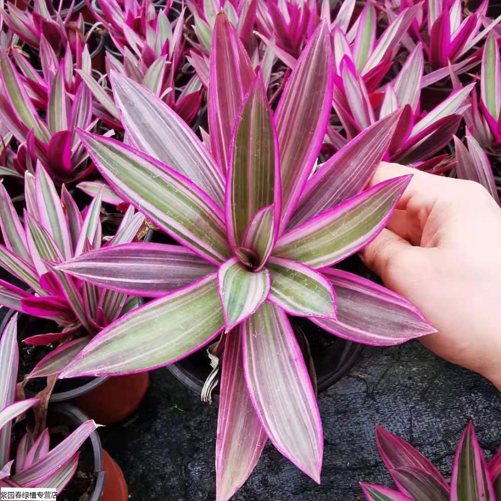 园艺彩虹蚌兰紫露兰紫锦兰彩叶紫背万年青ins风盆栽植物油画婚纱婚礼