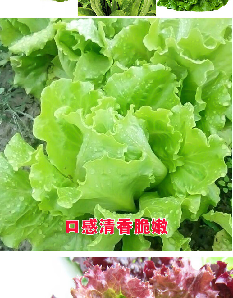生菜种孑奶油蔬菜种子种籽紫色结球种籽罗马菜籽四季玻璃翠圆生菜