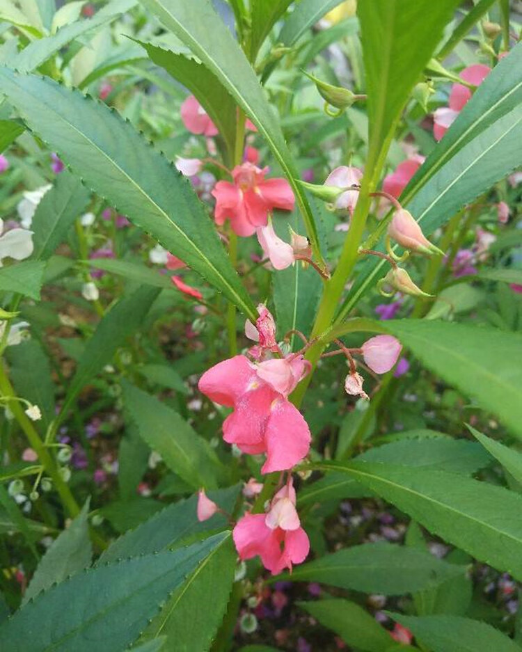 鳳仙花種子新採指甲花種子混色金鳳花景觀綠化盆栽庭院草花 鳳仙花