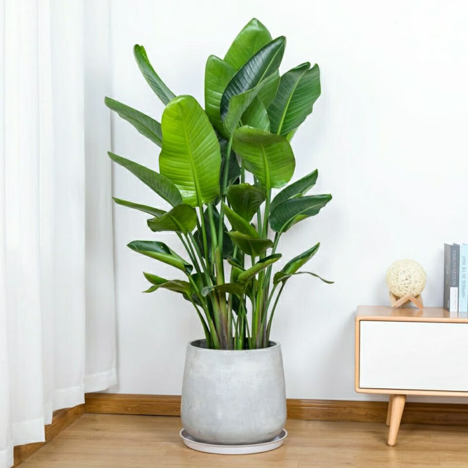 鹤望兰天堂鸟北欧绿植望鹤兰盆栽室内客厅办公室大型绿植盆栽净化空气