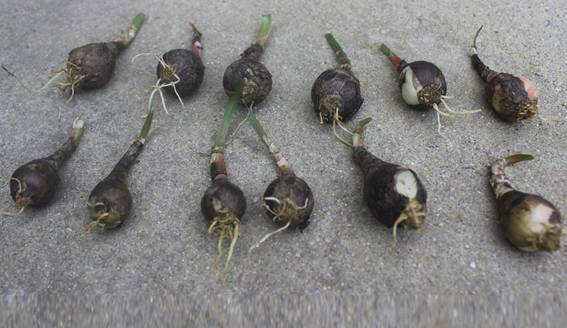 建杰园艺风雨兰种球韭兰葱兰花苗室内阳台盆栽花卉绿植四季种植开花粉