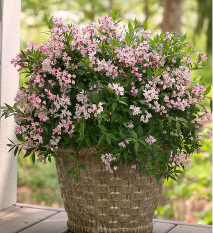 冰生溲疏大苗雪球花雪樱花庭院阳台多年生灌木植物花量大s白花大盆带