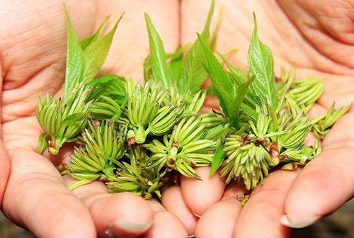 杞里香张家界野外生杜仲雄花100g50g特级杜仲花杜仲茶男性雄花养生茶