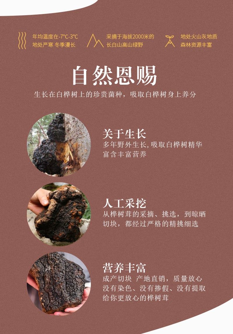 桦树茸的功效及副作用图片