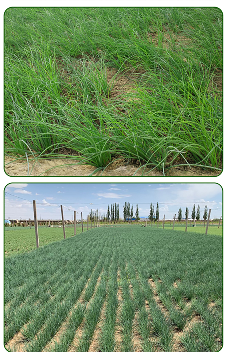 春光岛【顺丰直达】新鲜沙葱 5斤民勤特产泡沫箱冰袋保鲜 2500g【图片