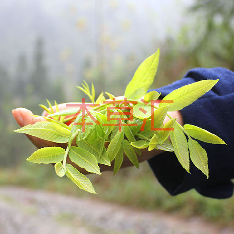 青钱柳嫩芽尖茶降张家界青钱柳嫩芽叶无糖非嫩叶原叶清金钱柳 嫩芽50