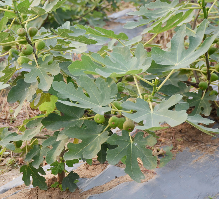 無花果苗樹盆栽地栽波姬紅庭院耐寒北方當年結果特大無花果樹果苗