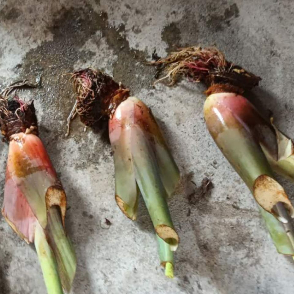 象耳芋 大野芋 大型常绿植种一颗长满一个院子 室内盆栽净化空气 桩四