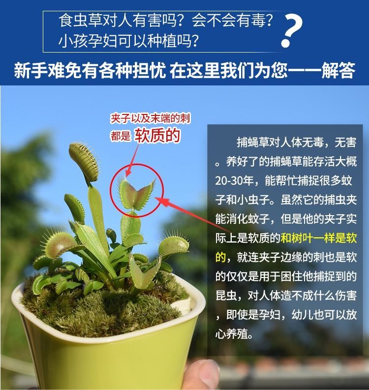 捕蝇草驱蚊盆栽超大食人花植物猪笼草食虫草室内绿植阳台卧室好养四大