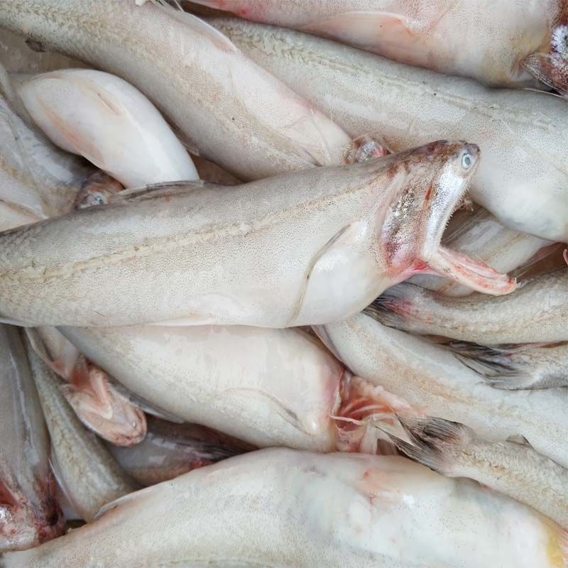 (没去头去内脏)新鲜龙头鱼豆腐鱼海鲜水潺鱼生鲜龙头鲓九肚鱼 7斤冷冻