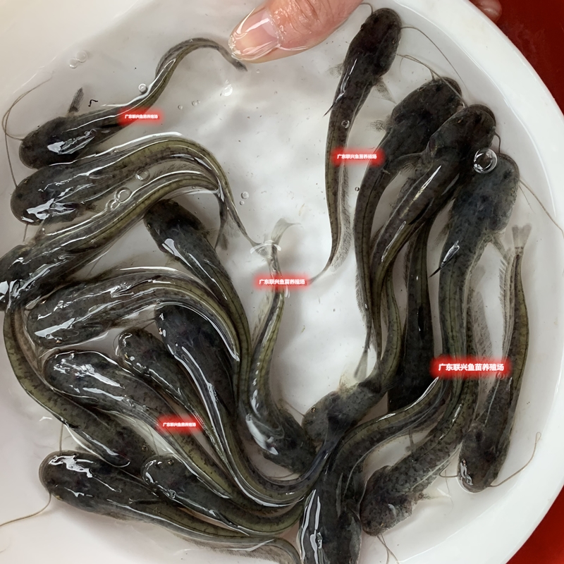 杂交南方大口鲶鱼苗河鲶鱼土鲶鱼六须鲶鱼二须鲶鱼苗活体养殖 【专用
