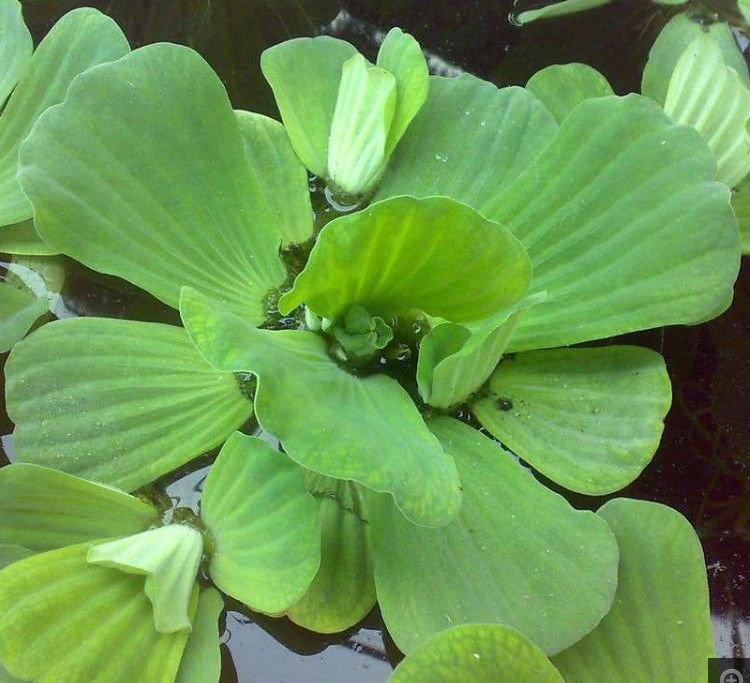 水芙蓉水葫芦不加温浮性水草室外鱼池植物鱼缸净化水质紫花水葫芦1株