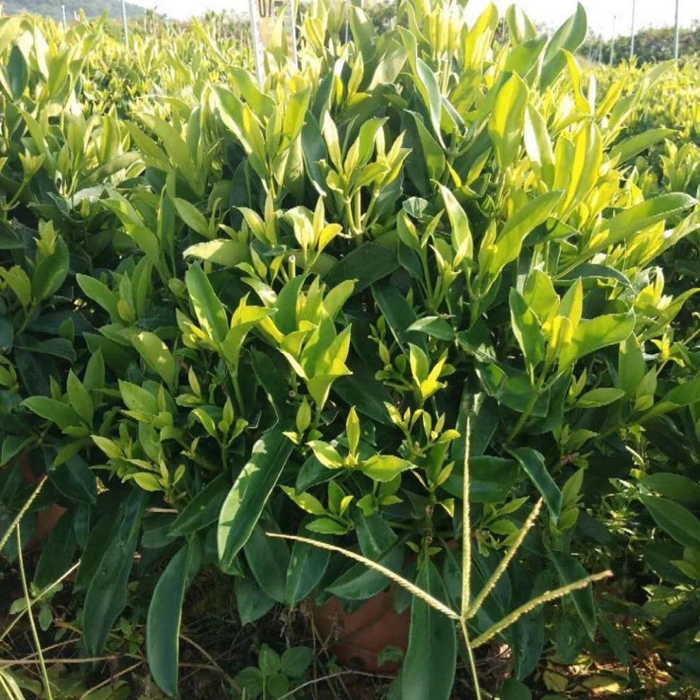 非洲茉莉华灰莉木箐黄果庭院中阳台上种植适应性强喜温暖,好阳光 非洲