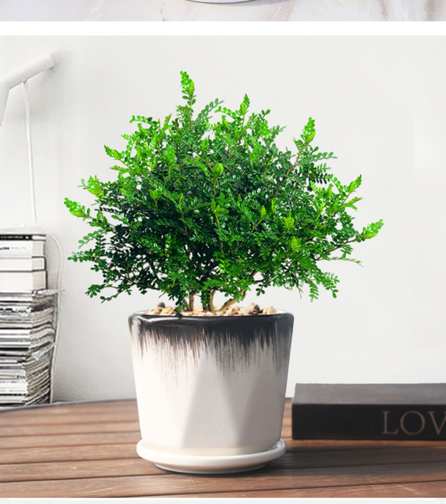 青意萱草盆栽植物清香木盆栽胡椒木室内四季好养小盆景大号花瓣白瓷盆