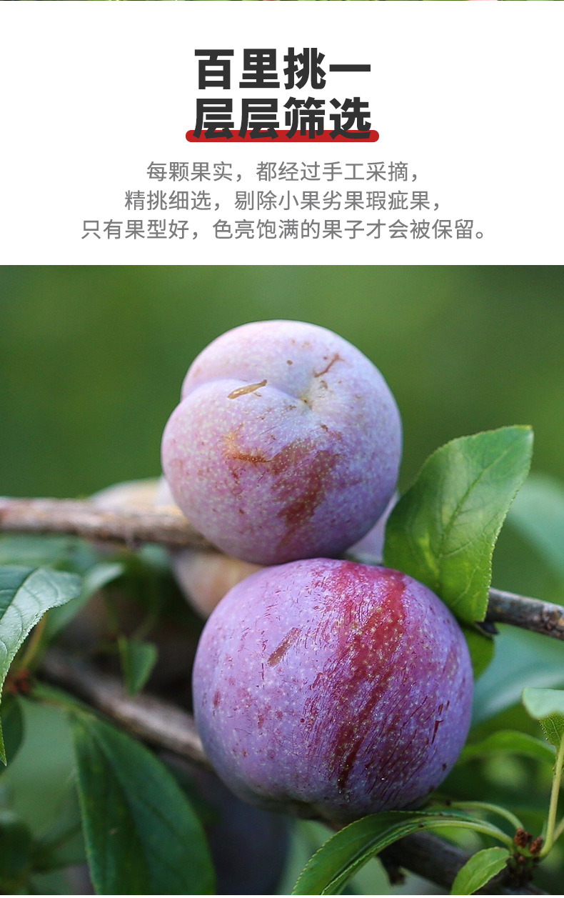 钱排三华李新鲜红心血丝李子当季孕妇水果1500g精选装