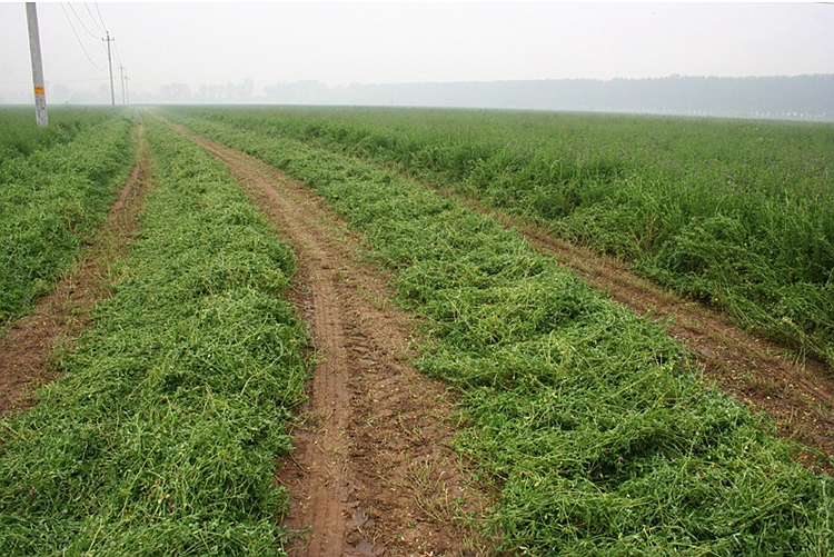 中梦牧草种子多年生黑麦草种子四季玉米草紫花苜蓿苏丹草鱼草种籽