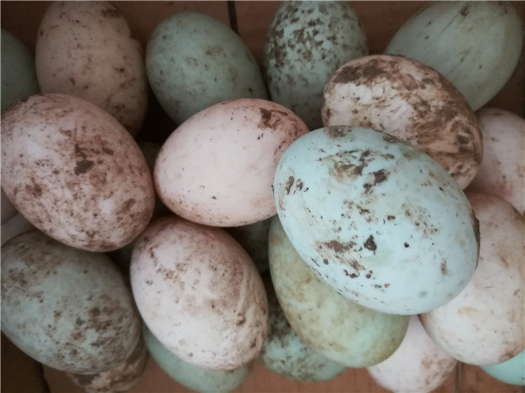 东北农村散养笨鸭蛋新鲜黑龙江农家土鸭蛋特产白壳绿壳健康华海春 60