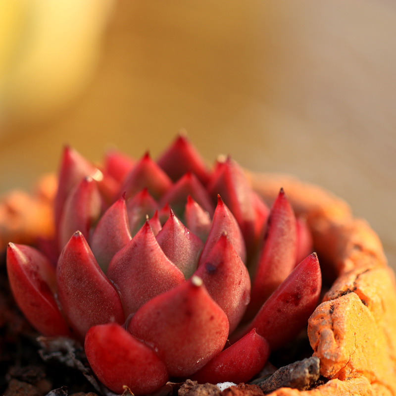 红女巫多肉植物胭脂东云系 红色办公室阳台绿植 327-500石化雪爪 裸根