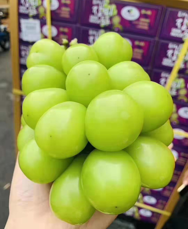 猫村长日本引进品种晴王葡萄特大果又香又甜净重4.