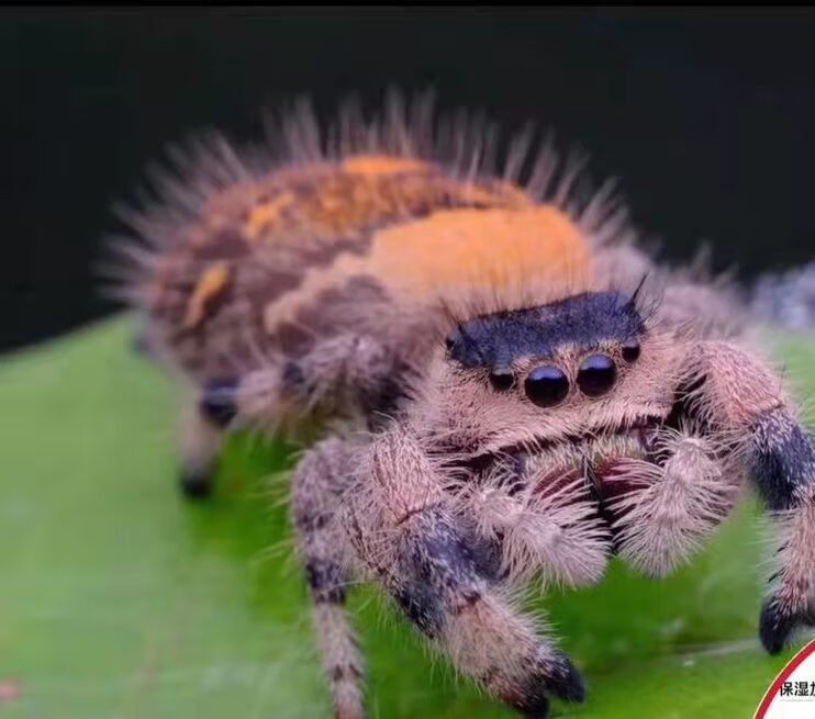 蜘蛛跳蛛买2多发1佛罗里达跳蛛白佛小朋友礼物卢卡斯微距摄影萌宠物橙