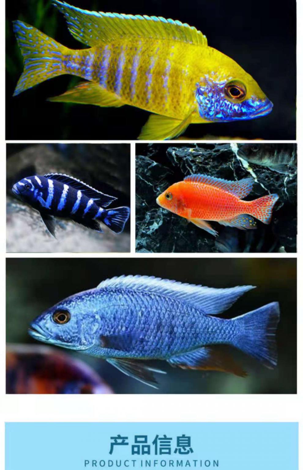 三湖慈鲷大尺寸活体热带观赏鱼马鲷伊巴卡蓝六间非洲王子蓝面财神 大