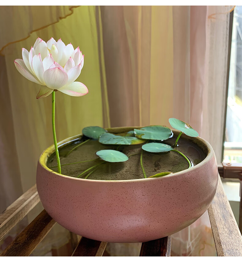 七彩碗莲水培植物四季开花卉室内花盆栽好养花草水养睡莲水生荷花 紫
