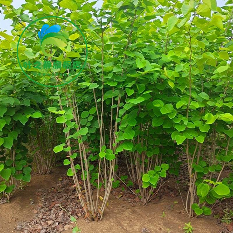 紫荆花 满条红 庭院绿化植物 紫荆花树苗 紫荆花苗 庭院绿化苗木紫荆
