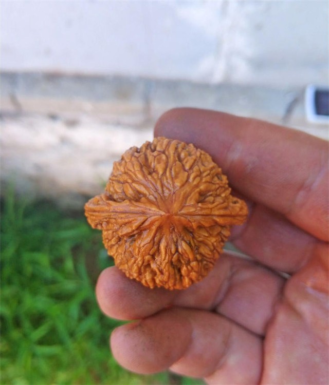 巧俪珠宝潘家园捡漏中秋节礼物文玩核桃赌青皮特大尺四座楼闷尖白狮子