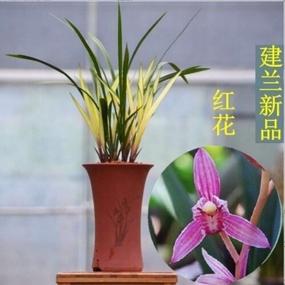 特价兰花苗 兰花叶艺 七彩神童中透艺 兰花浓香室内绿植四季开花 七彩