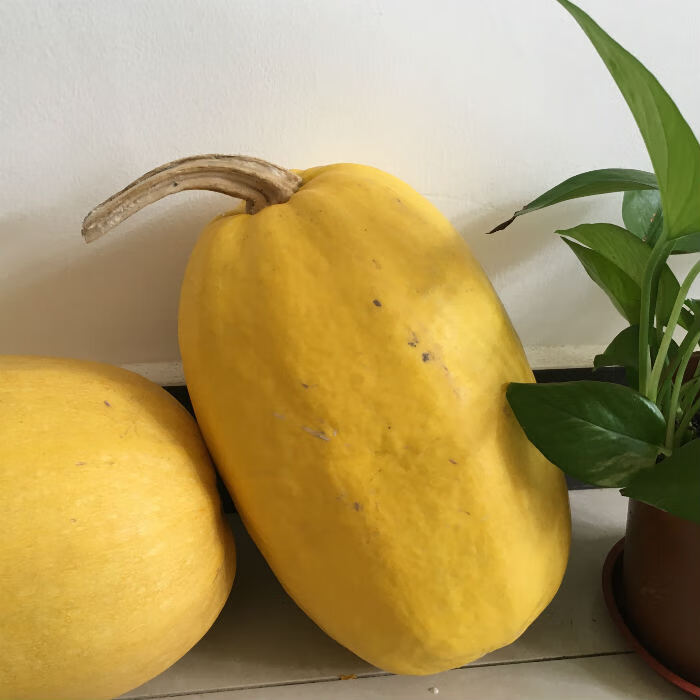 2021年上海崇明特产黄金瓜 凉拌金瓜丝新鲜农产品露天种植 6斤