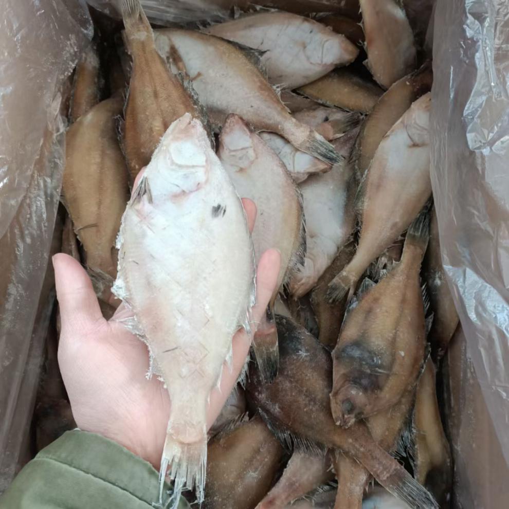 新鲜长脖鱼小偏口鱼鲽鱼比目鱼海捕无冰鲜活海鲜水产批发 腾旺纳跃 长