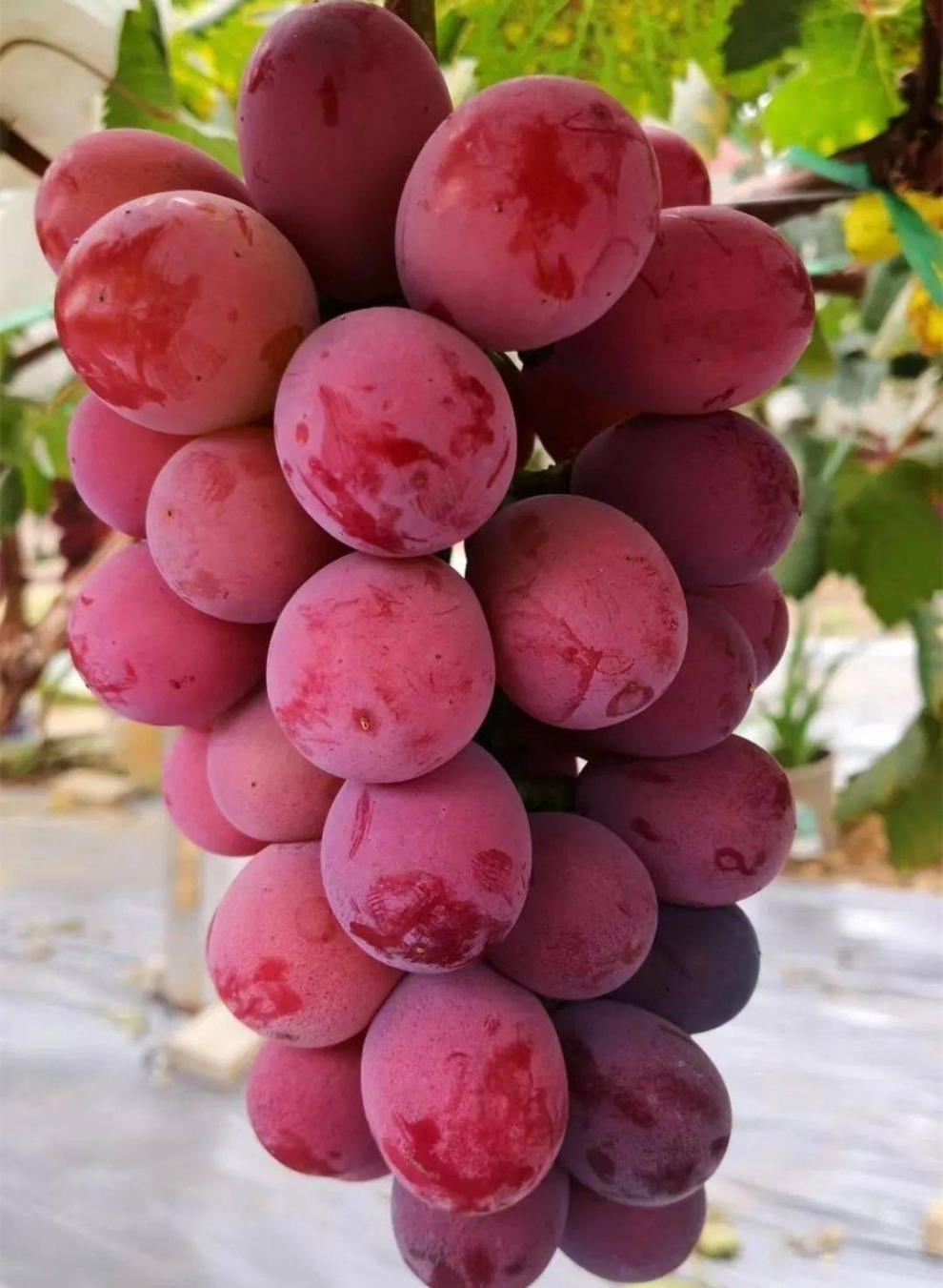 妮娜皇后葡萄红宝石4斤装新鲜水果无籽红提子罗马红宝石无核 生鲜