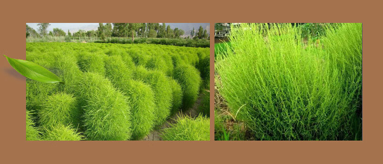 【旗舰自营】金丝草扫把铁扫把笤帚植物手工编织金丝草农用家用工厂