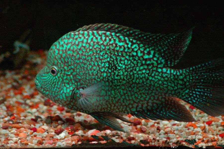 秋颖 德州豹鱼绿巨人大型鱼凶猛鱼热带鱼观赏鱼德克萨斯鱼龙鱼混养包