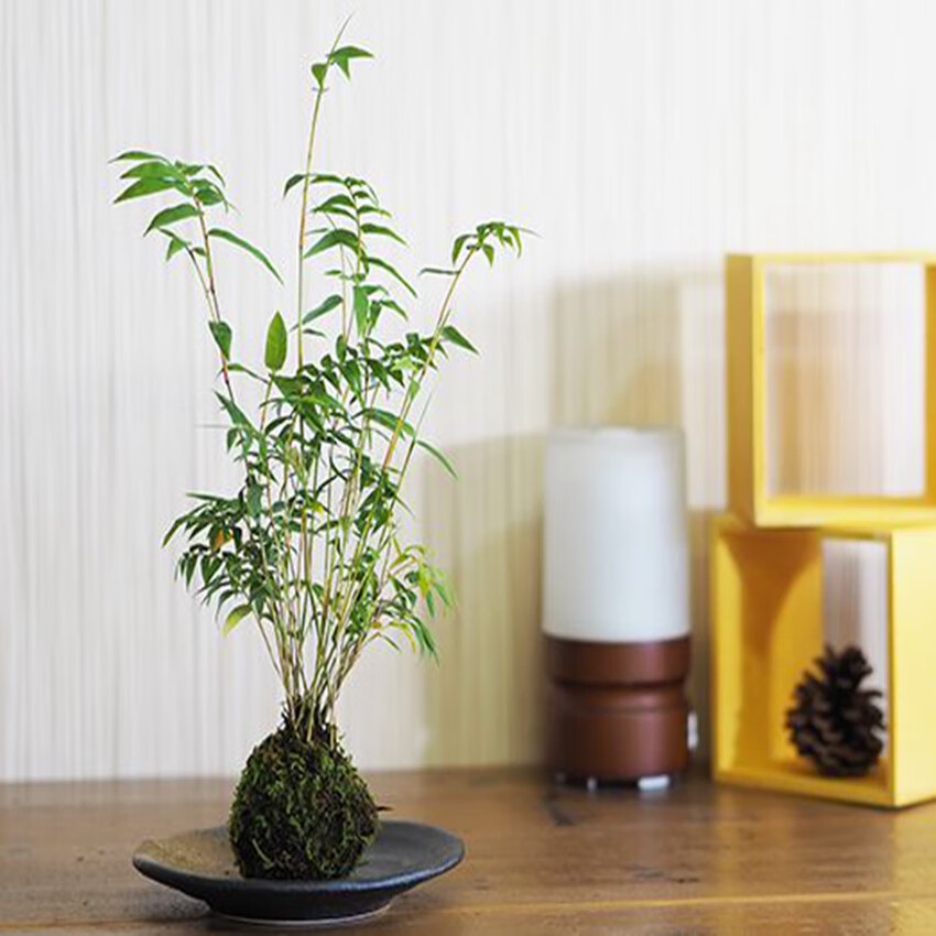 水培竹懒人植物易养护矮生室内四季常青绿植适合新手水培组合一不含盆